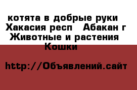 котята в добрые руки - Хакасия респ., Абакан г. Животные и растения » Кошки   